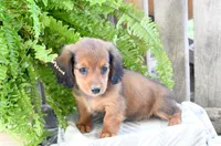 Diesel, a male Miniature Dachshund for sale in Ligonier, IN – 3 of 6