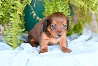 Diesel, a male Miniature Dachshund for sale in Ligonier, IN – Photo 2 of 3