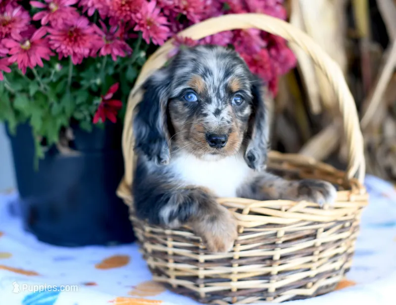 Lantz – Miniature Dachshund puppy for sale in Ligonier, IN