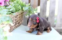 Fawn, a female Dachshund for sale in Ligonier, IN – 2 of 3