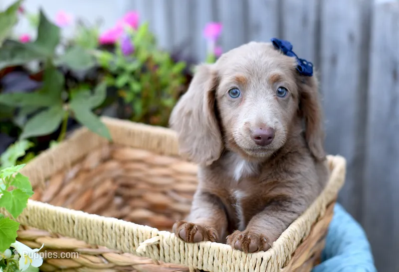 Isabell  – Miniature Dachshund puppy for sale in Ligonier, IN