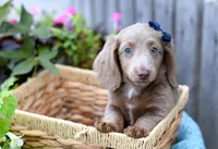 Isabell , a female Miniature Dachshund for sale in Ligonier, IN – 4 of 9