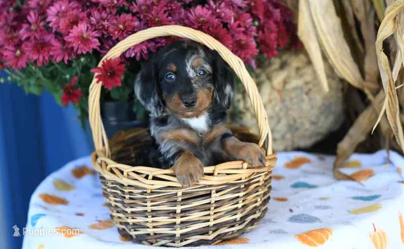 Landis – Miniature Dachshund puppy for sale in Ligonier, IN