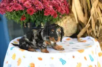 Landis, a male Miniature Dachshund for sale in Ligonier, IN – 2 of 3