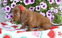 Gloria, a female Miniature Dachshund for sale in Ligonier, IN – 3 of 3