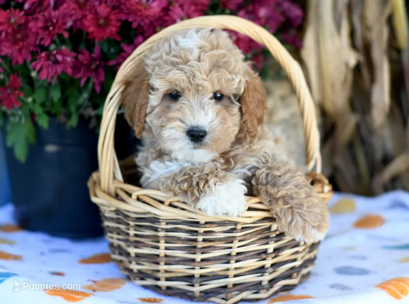 Kolby – Cockapoo puppy for sale in Ligonier, IN