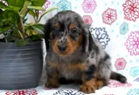 Wesley, a male Dachshund for sale in Ligonier, IN – Photo 4 of 4