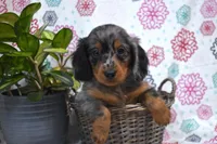 Wesley, a male Dachshund for sale in Ligonier, IN – Photo 1 of 4