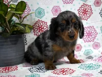 Wesley, a male Dachshund for sale in Ligonier, IN – Photo 2 of 4