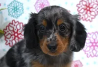 Wesley, a male Dachshund for sale in Ligonier, IN – Photo 3 of 4