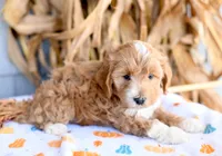 Kobi, a male Cockapoo for sale in Ligonier, IN – 3 of 3