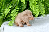 Ivory, a female Miniature Dachshund for sale in Ligonier, IN – 3 of 3