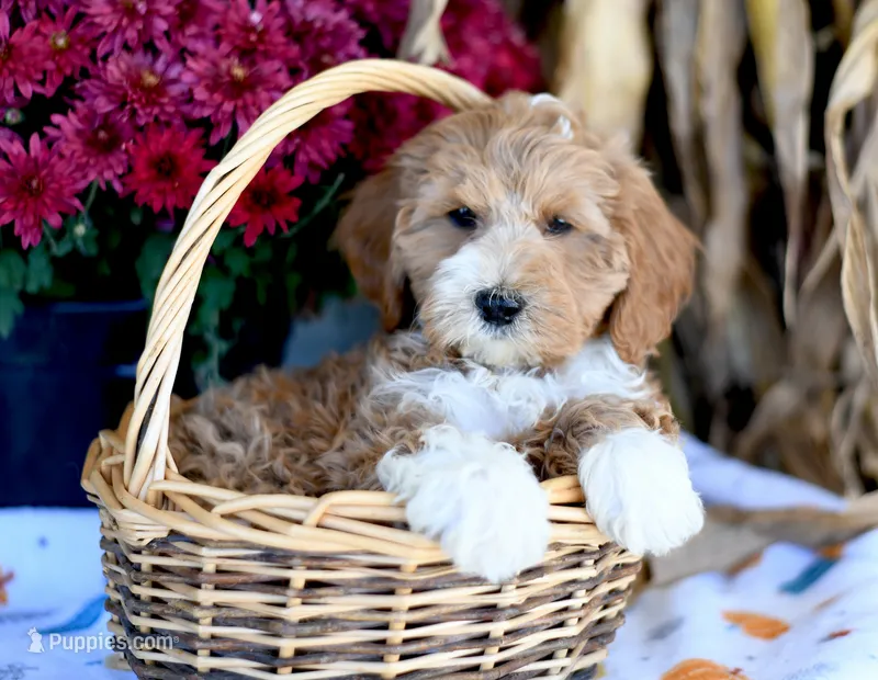 Kobi – Cockapoo puppy for sale in Ligonier, IN