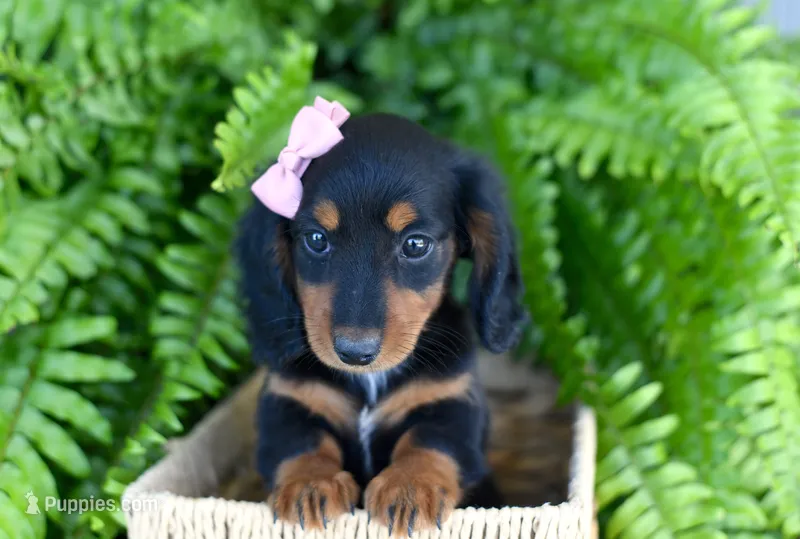 Heather – Miniature Dachshund puppy for sale in Ligonier, IN