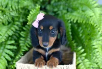 Heather, a female Miniature Dachshund for sale in Ligonier, IN – 1 of 8
