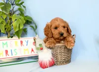 Trevor, a male Cockapoo for sale in Ligonier, IN – Photo 4 of 6
