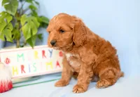 Trevor, a male Cockapoo for sale in Ligonier, IN – Photo 5 of 6