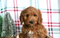 Trevor, a male Cockapoo for sale in Ligonier, IN – Photo 1 of 6