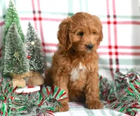 Trevor, a male Cockapoo for sale in Ligonier, IN – Photo 3 of 6