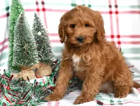 Trevor, a male Cockapoo for sale in Ligonier, IN – Photo 2 of 6