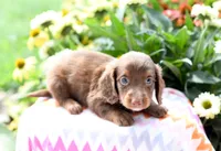 Jordan, a male Miniature Dachshund for sale in Ligonier, IN – 3 of 3