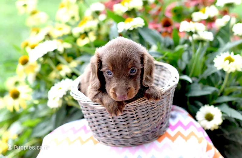 Jenson – Miniature Dachshund puppy for sale in Ligonier, IN