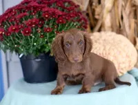 Jenson, a male Miniature Dachshund for sale in Ligonier, IN – 2 of 9