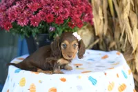 Lassie, a female Miniature Dachshund for sale in Ligonier, IN – 2 of 3