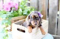Faye, a female Dachshund for sale in Ligonier, IN – 2 of 3