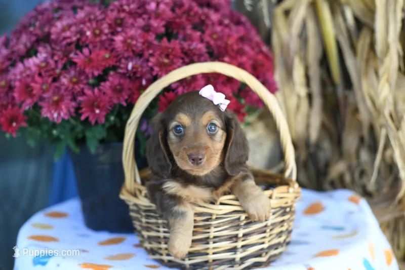 Lassie – Miniature Dachshund puppy for sale in Ligonier, IN
