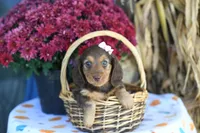 Lassie, a female Miniature Dachshund for sale in Ligonier, IN – 1 of 3