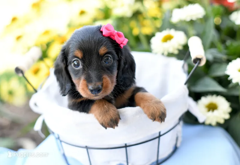 Heather – Miniature Dachshund puppy for sale in Ligonier, IN