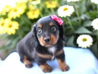 Heather, a female Miniature Dachshund for sale in Ligonier, IN – 4 of 4