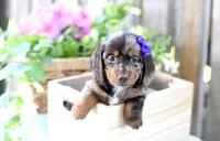 Francine, a female Dachshund for sale in Ligonier, IN – 1 of 3