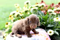 Jenson, a male Miniature Dachshund for sale in Ligonier, IN – 3 of 3