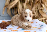 Kaden, a male Cockapoo for sale in Ligonier, IN – 3 of 3
