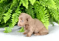 Isabell , a female Miniature Dachshund for sale in Ligonier, IN – 2 of 3