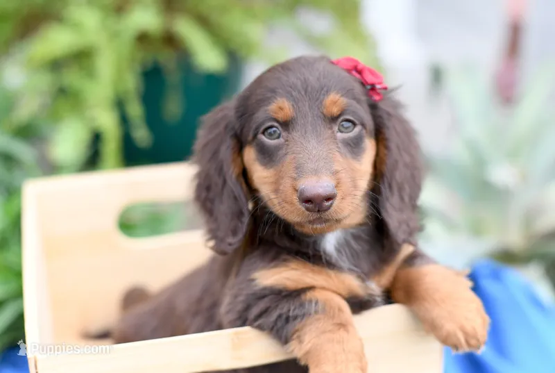 Fawn – Dachshund puppy for sale in Ligonier, IN