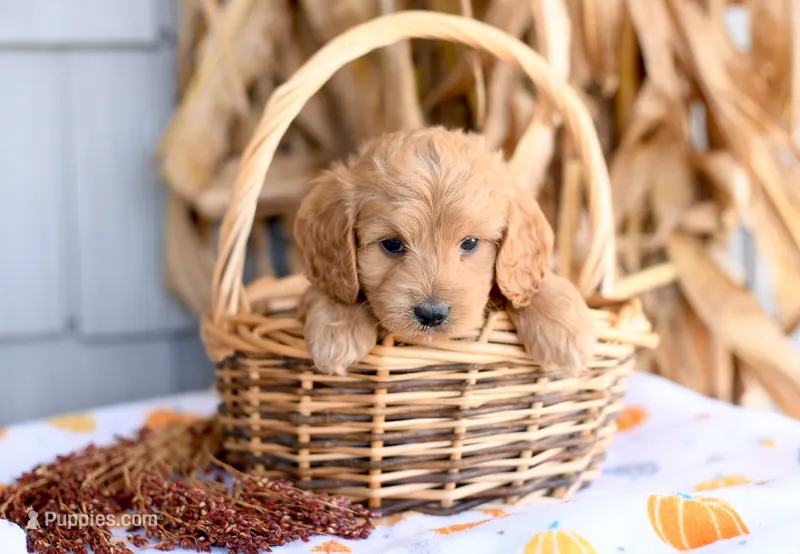 Kurt – Cockapoo puppy for sale in Ligonier, IN