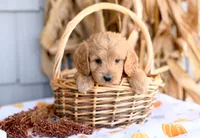 Kurt, a male Cockapoo for sale in Ligonier, IN – 1 of 3