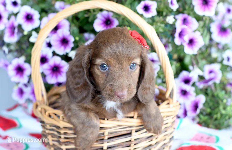 Gloria – Miniature Dachshund puppy for sale in Ligonier, IN