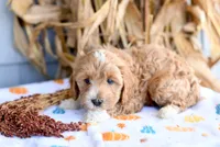 Kobi, a male Cockapoo for sale in Ligonier, IN – 2 of 3