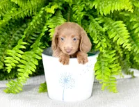 Isabell , a female Miniature Dachshund for sale in Ligonier, IN – 1 of 3