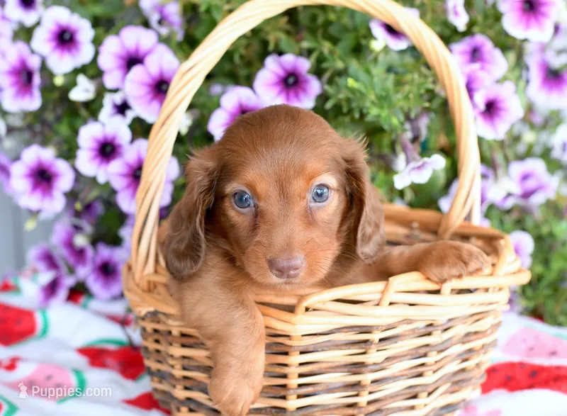 Gus – Miniature Dachshund puppy for sale in Ligonier, IN