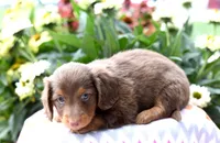 Jace, a male Miniature Dachshund for sale in Ligonier, IN – 2 of 3