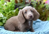 Isabell , a female Miniature Dachshund for sale in Ligonier, IN – 6 of 9