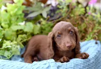 Jenson, a male Miniature Dachshund for sale in Ligonier, IN – 6 of 9