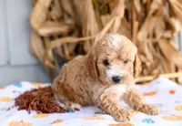Kirby, a male Cockapoo for sale in Ligonier, IN – 3 of 3