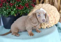 Ivory, a female Miniature Dachshund for sale in Ligonier, IN – 2 of 9