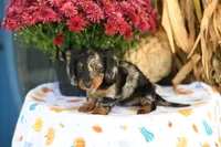 Landis, a male Miniature Dachshund for sale in Ligonier, IN – 3 of 3